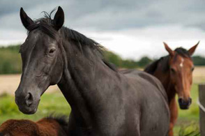 Horse Chiropractor in Newcastle, Northumberland, Scotland