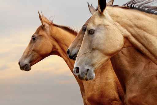 Horse Chiropractor in Northumberland
